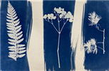 Art Masterclass: Cyanotype Skulls & Nature Prints 